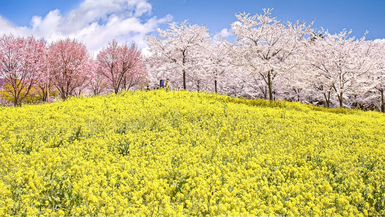 4K] 赤城南面千本桜 - Akagi Thousand Cherry Blossoms - (shot on BMPCC6K) - YouTube