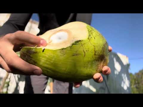 Sweet coconut water and cecropia fruit breakfast | Daily Pull-up Challenge Vlog Day 20