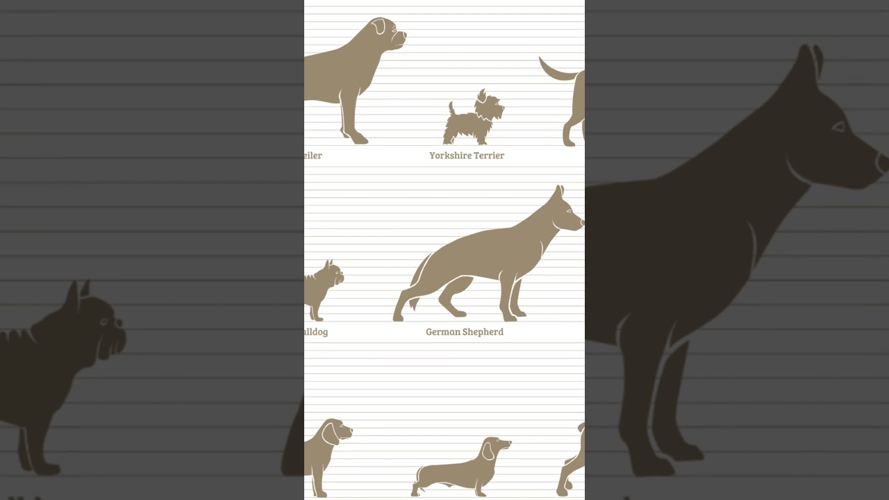 Dog Brain Size vs. Behavior: Surprising Findings!