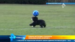 Собака, которая лучше всех четвероногих играет в футбол, поразила пользователей Сети
