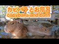 【秘湯】カピバラさんと混浴できる動画 capybara and the video which can bathe promiscuously