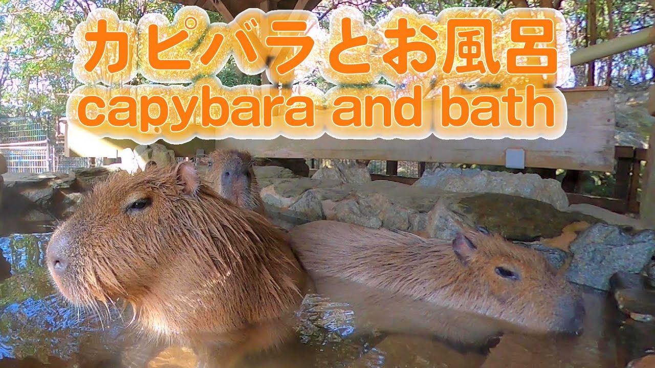秘湯 カピバラさんと混浴できる動画 Capybara And The Video Which Can Bathe Promiscuously Youtube
