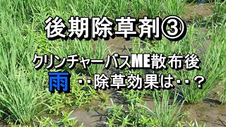 後期除草剤のクリンチャーバスMEを散布後に雨続き・・湛水状態の田んぼ・・除草効果は・・？