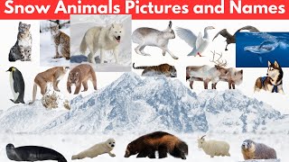 Snow/Winter Animals Names and Pictures
