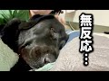 犬に嫌われそうなことをしてみたけど、ムニは優しすぎた