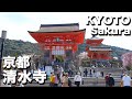 京都の桜  ねねの道から清水寺まで桜を見ながら歩く｜Kyoto Kiyomizudera Temple Sakura