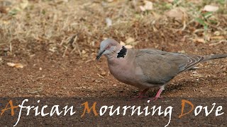 African Mourning Dove (Streptopelia decipiens) Bird Call Video & Sounds | Stories Of The Kruger