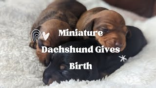 Miniature Dachshund Gives Birth #miniaturedachshunds #dogpregnancy #puppybirth #puppy #whelping