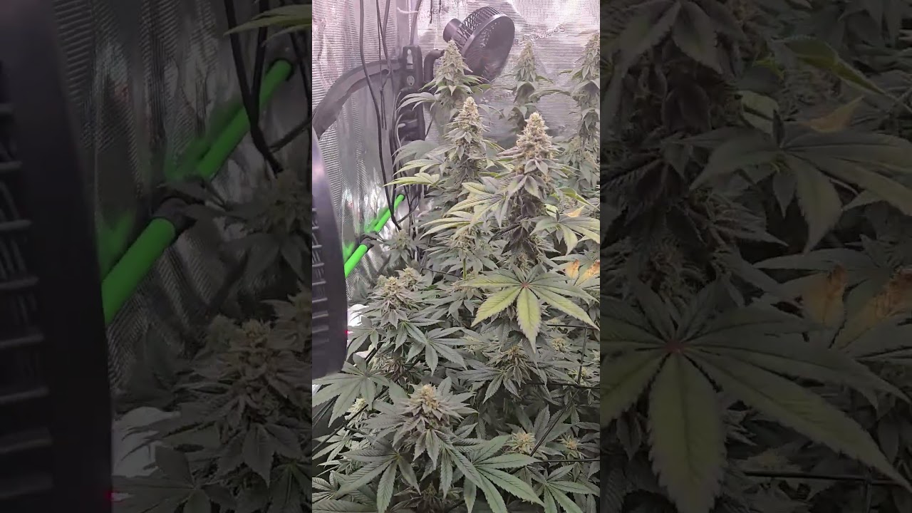 ethos cookies 🍪🍒🦨 day 45 