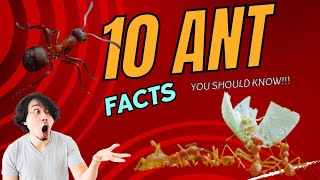 Learn about ant facts that you never knew: Facts you didn't know about ants