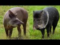 The Top 8 Amazing Animals Native To Brazil 
