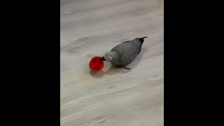 Gray parrot plays with bottle cap | paşa berlin Resimi