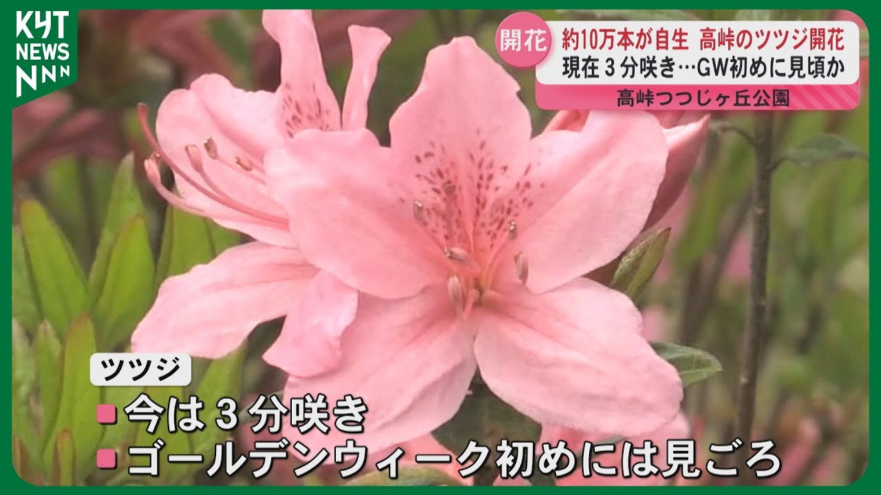 ツツジの咲く頃(フレーム付き) hq720.jpg?sqp=-