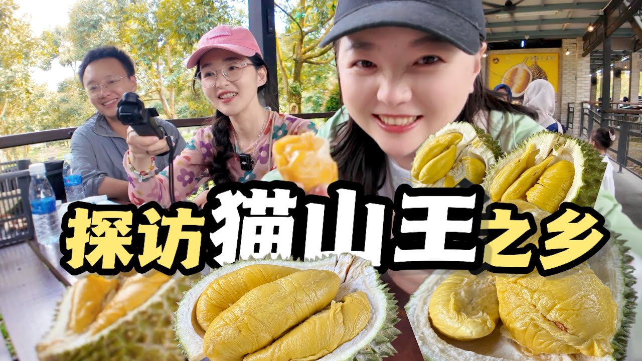 探访马来西亚猫山王之乡，一天狂吃15颗榴莲！