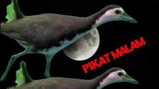 Suara pikat ruak-ruak Ampuh