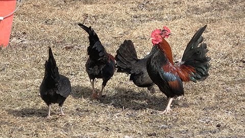 Qaib Dib - Old English Game Bantam (OEGB) - Black Breasted Red x Black