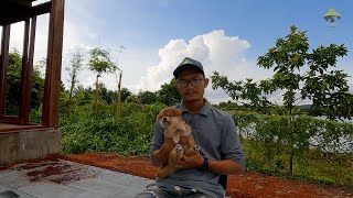 Kinh Nghiệm Chọn Mua Cún Con Shiba Inu || Laputa Farm