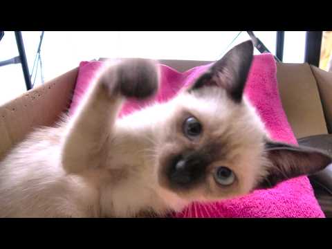 ソファーで毛繕いするシャム子猫のお手伝いをしようとしたら怒られた😅