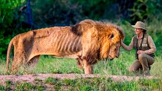 Animals That Asked People for Help & Kindness