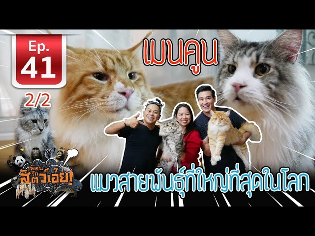 เมนคูน แมวสายพันธุ์ที่ใหญ่ที่สุดในโลก (Maine Coon Cat)​ เพื่อนรักสัตว์เอ๊ย  Ep.41 (2/2) - Youtube