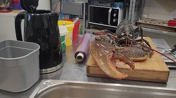Est-ce qu'un homard souffre dans l'eau bouillante