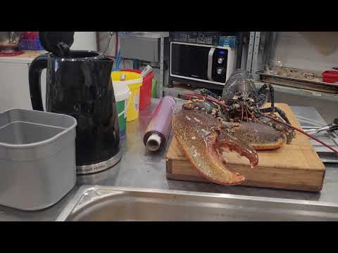 Vidéo: Faut-il tuer un homard avant de le cuire ?