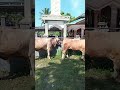 Checking Out the Eid al-Adha Sacrificial Cows 🐂🕌 #ImanOutdoors