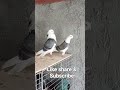 khubsurat Choti Wali jor ka shauk kare#pigeon#kabootar #highflyer #kabutar #pigeonlover #kabutarbazi