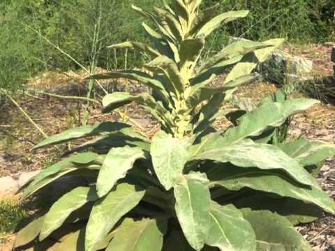 Video: Mullein Blade Anvendelser, Fordele Og Risici