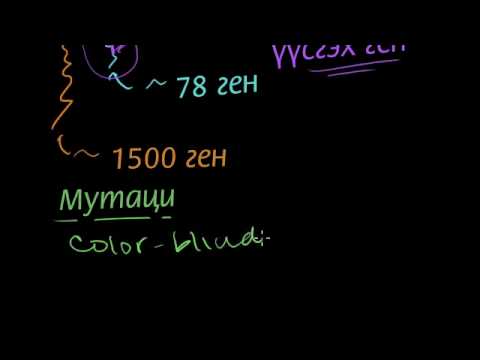 Видео: Биологийн хүйс гэж юу вэ?