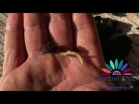 Videó: Hogyan termeszthető a Gatsania magvakból otthon