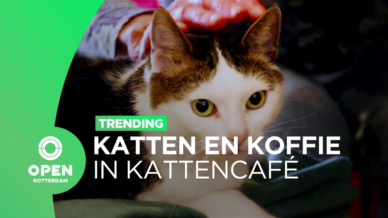 Katten en Cappuccino in het kattencafé van Rotterdam | Trending