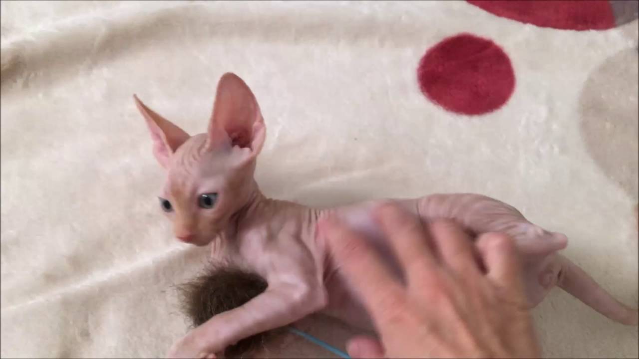 スフィンクスは猫アレルギーでも飼える 皮膚や抜け毛について ネコホスピタル
