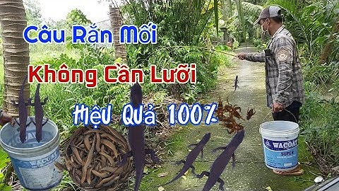 Cách Câu Rắn Mối Không Cần Lưỡi Câu Hiệu Quả 100% #TạoMiềnTây #CuộcSốngMiềnTây95.