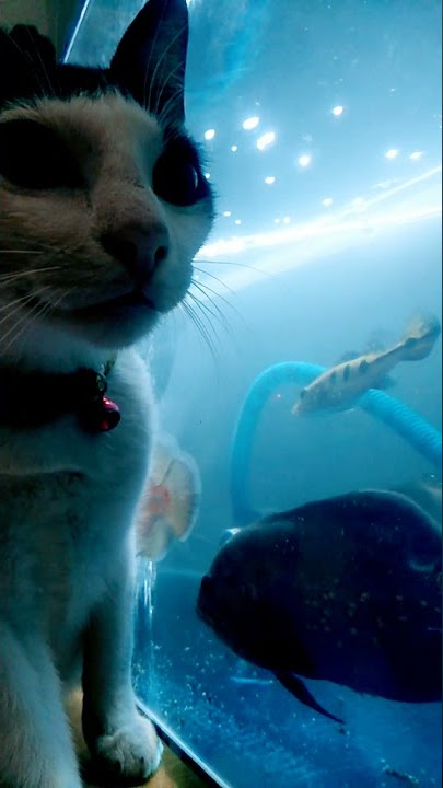 VIRAALL SI KUCING Boy..!!  #kucing #komunitaskucing #lucu