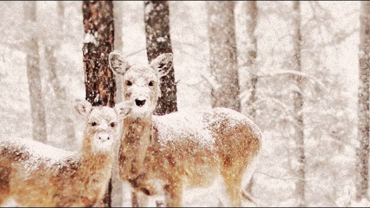 Animals In Winter YouTube