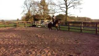 Welsh C Ri Jumping