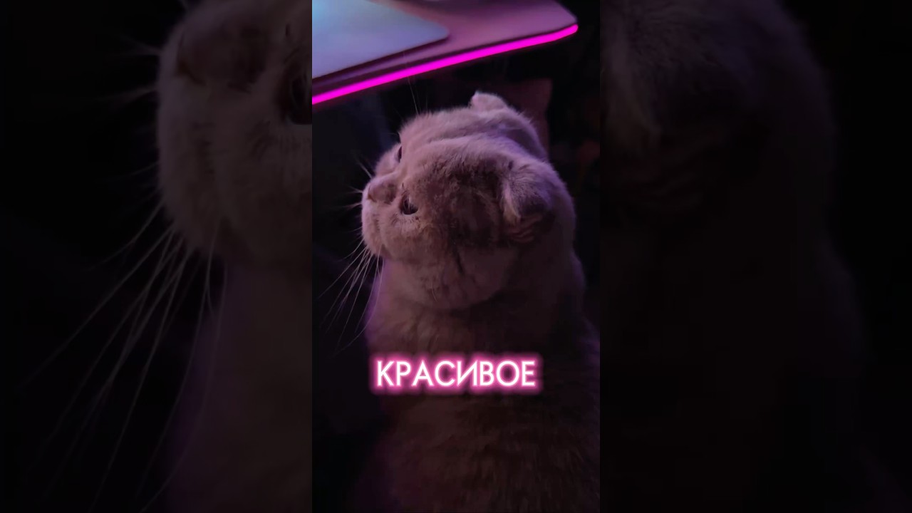 Красивое? 🐱 