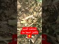 مركب دولفيك لمكافحه الحشائش الرفيعه والعريضه فى محصول القمح بمعدل 400سم للفدان