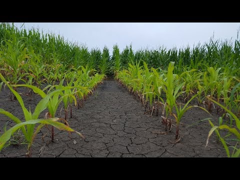 Wideo: Co to jest nasiąkanie wodą, jak szkodzi uprawom?