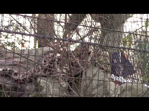 video phone beyonce mp3 帰ろうとしないユキヒョウの子供「フク」その3(多摩動物公園)Zoo Keeper & Snow Leopard Cub