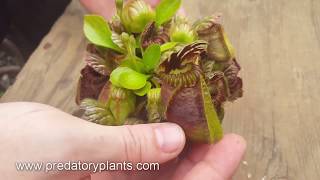 Cephalotus Leaf Pulling/Cutting Guide