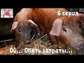 Мы купили свиней голубых кровей, теперь у нас будет всё о'кей!