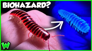 The Toxic Secret of This Incredibly POISONOUS Millipede