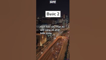 Đừng để cây chết nữa! 3 điều bạn phải biết khi trồng cây trong nhà