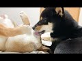 妹柴犬への愛情が抑えきれない黒柴兄さん