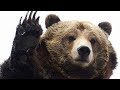 bear - Summoners War