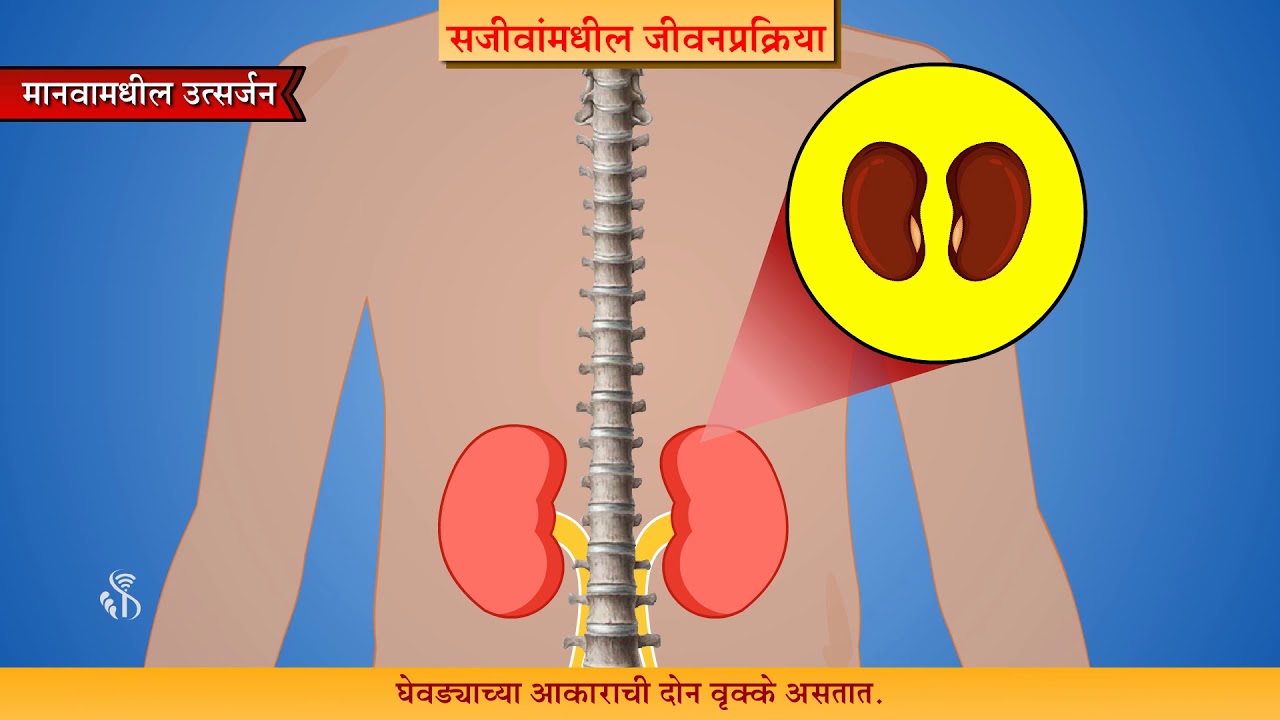 9th Science | Chapter#15 | Topic#04 | मानवामधील उत्सर्जन | Marathi Medium