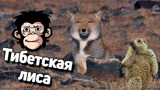 Тибетская лисица - 10 интересных фактов о лисе монахе!