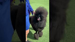 Adorable Poodle #shorts  #southafrica #dog #pet  #globalpetexpo